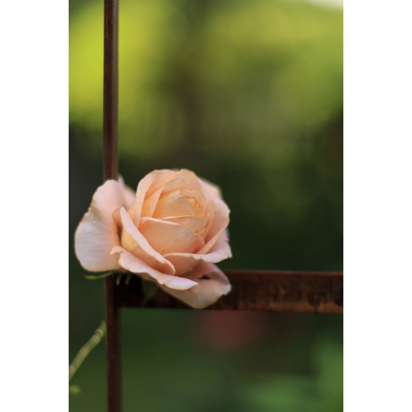 Pergola ogrodowa metalowa MAGDA, , LUCK DESIGN Solidna , róże 110 x 240 cm odporna na wiatr